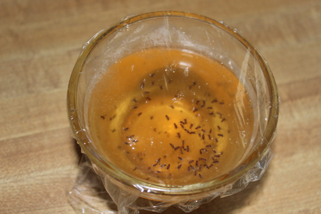 Fruit Fly Trap Really Works!