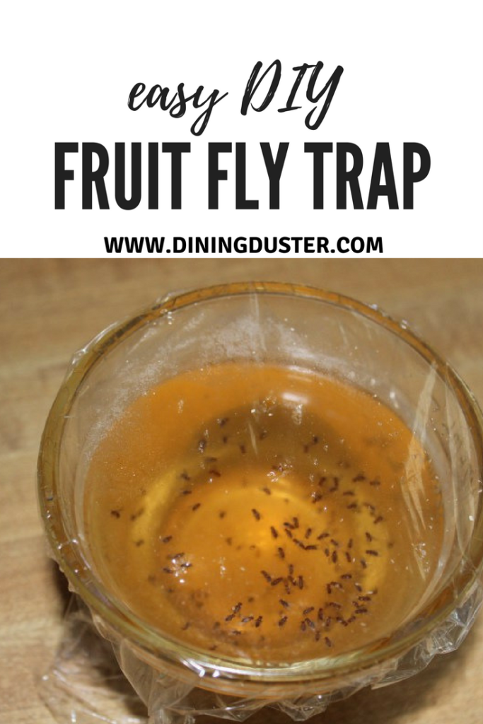 Pin It! Easy DIY Fruit Fly Trap