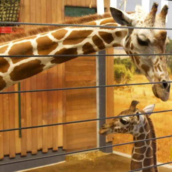 7 Staycation ideas “perfectly positioned” near Courtyard Marriot Roseville, MN