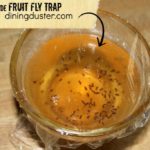 DIY Fruit Fly Trap
