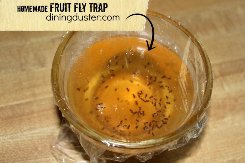 Homemade fly trap vinegar hotsell