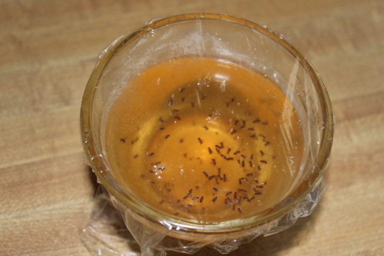 Fruit Fly Trap Really Works!