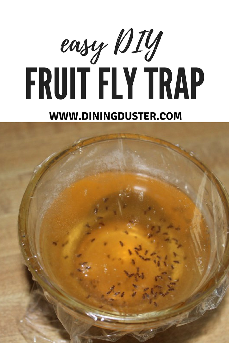 Get Rid Of Pesky Fruit Flies With An Easy DIY Fruit Fly Trap - Dining ...