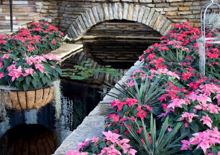 6 Reasons to Visit Como Park Conservatory