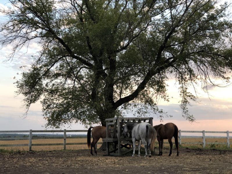 THE COOLEST AIRBNB IN DECORAH, IOWA