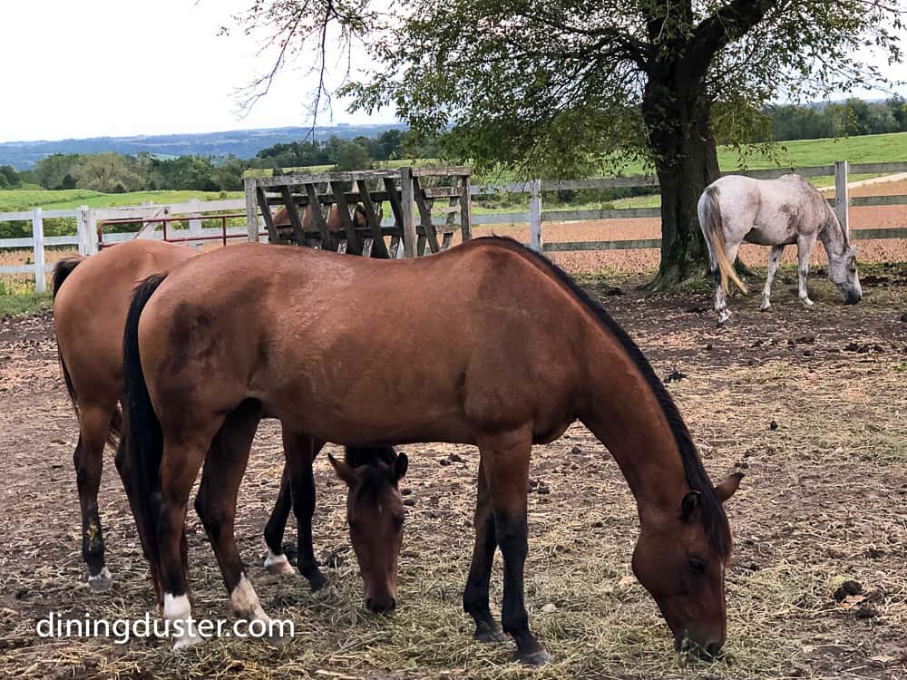 horses wondering on the farm at the caboose