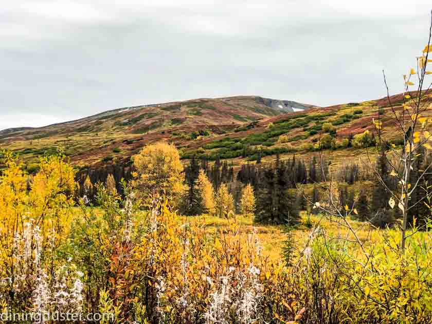Chasing Fall Colors in Alaska