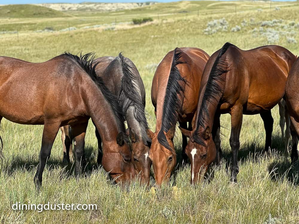 Horses at Mahlstedt Ranch in Circle, MT