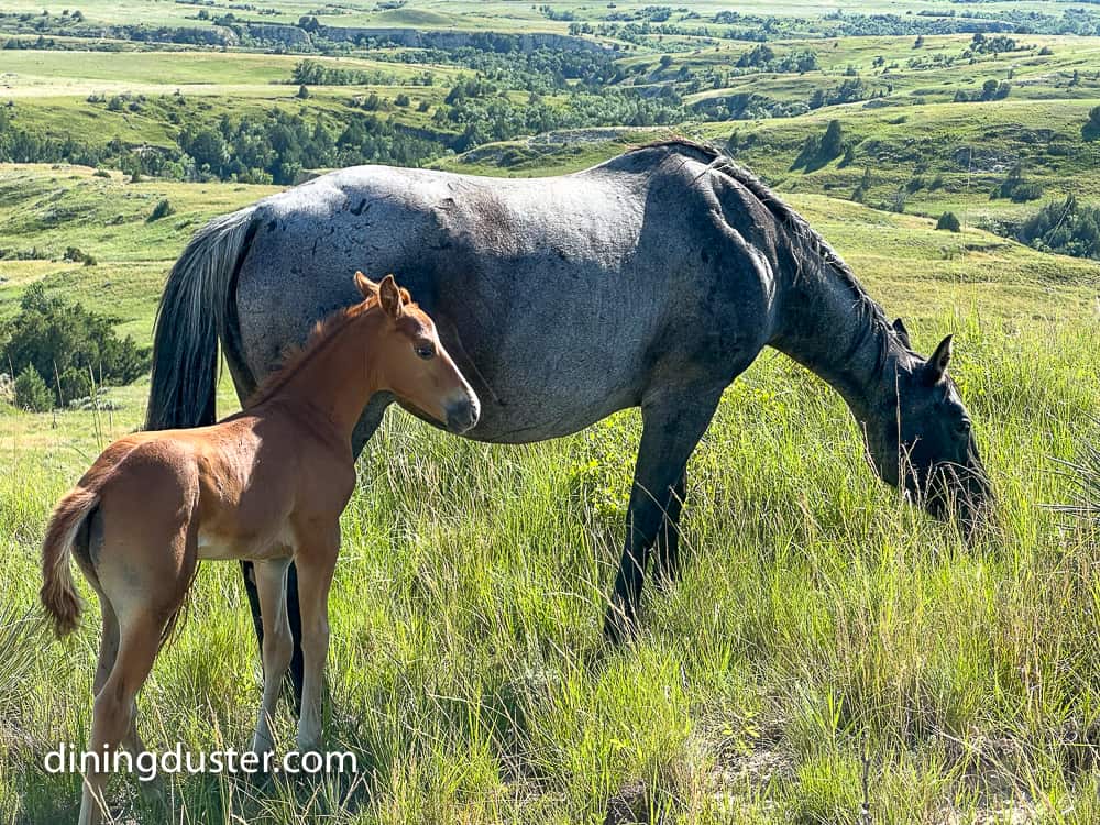 montana bucket list adventure- horses at mahlstedt ranch montana