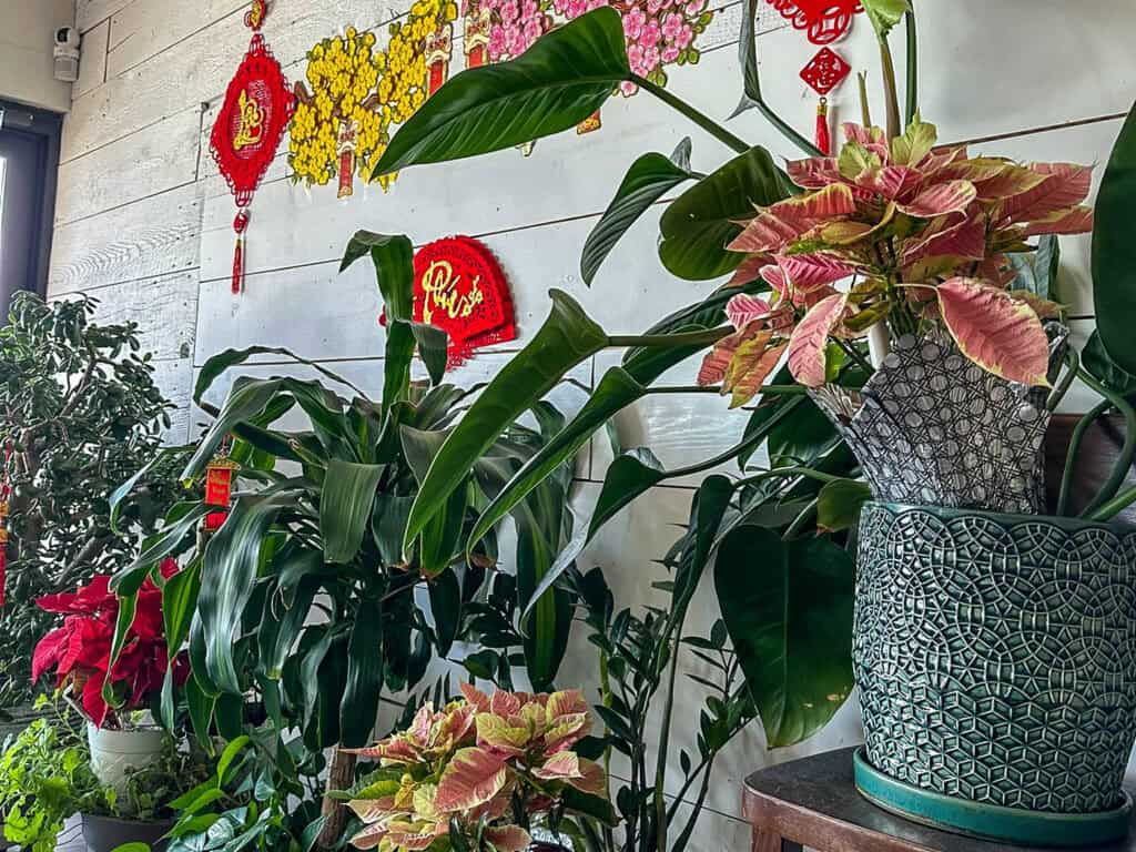 plants inside dining room at Thanh Luong Vegetarian in Minnetonka, MN