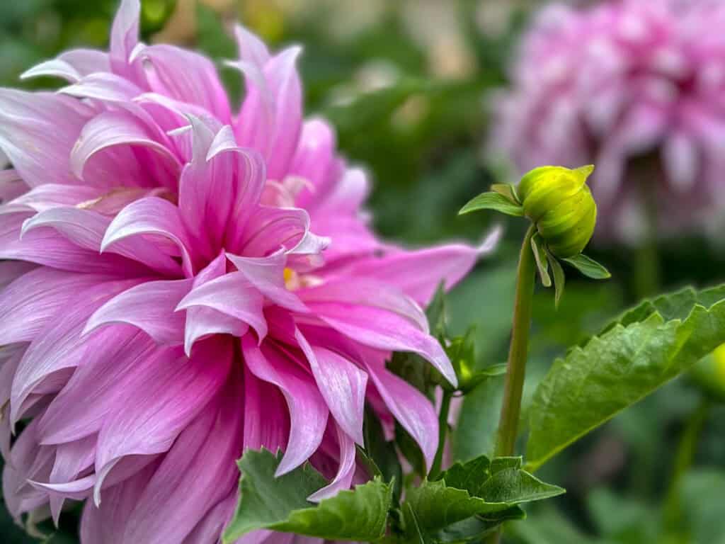 dahlia in full bloom