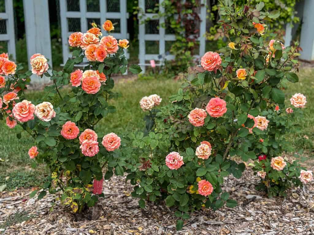 rose garden
