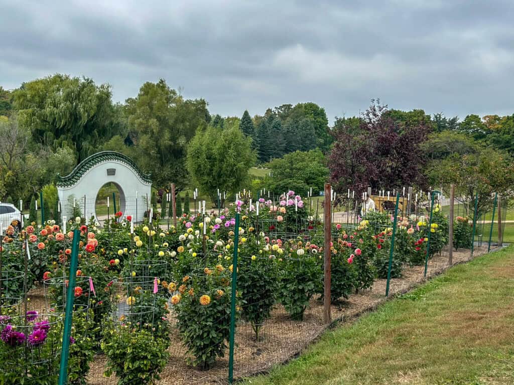 dahlia garden at MN Arb