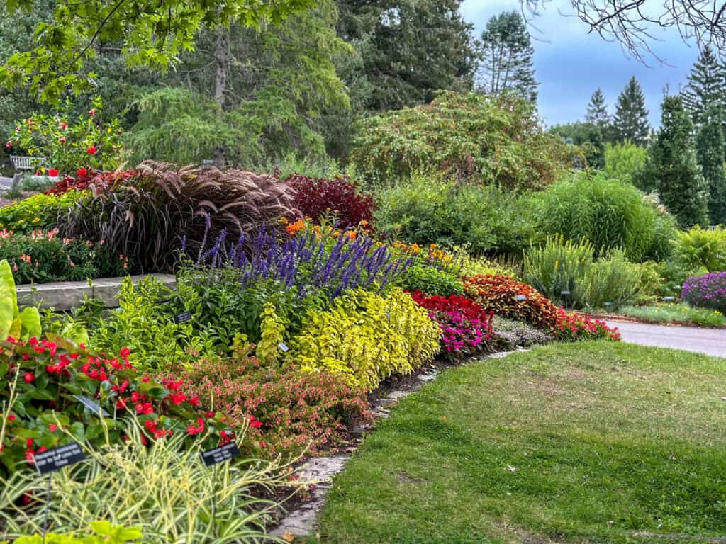 fall blooms at Minnesota Landscape Arboretum