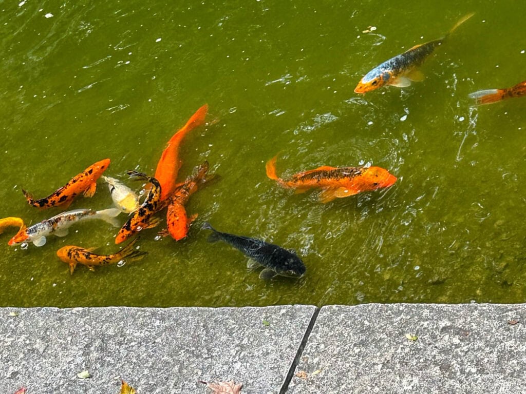 koi at the waterfall