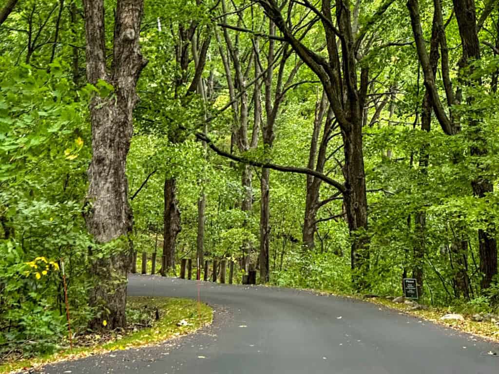 tree lined road at Minnesota Landscape Arboretum
