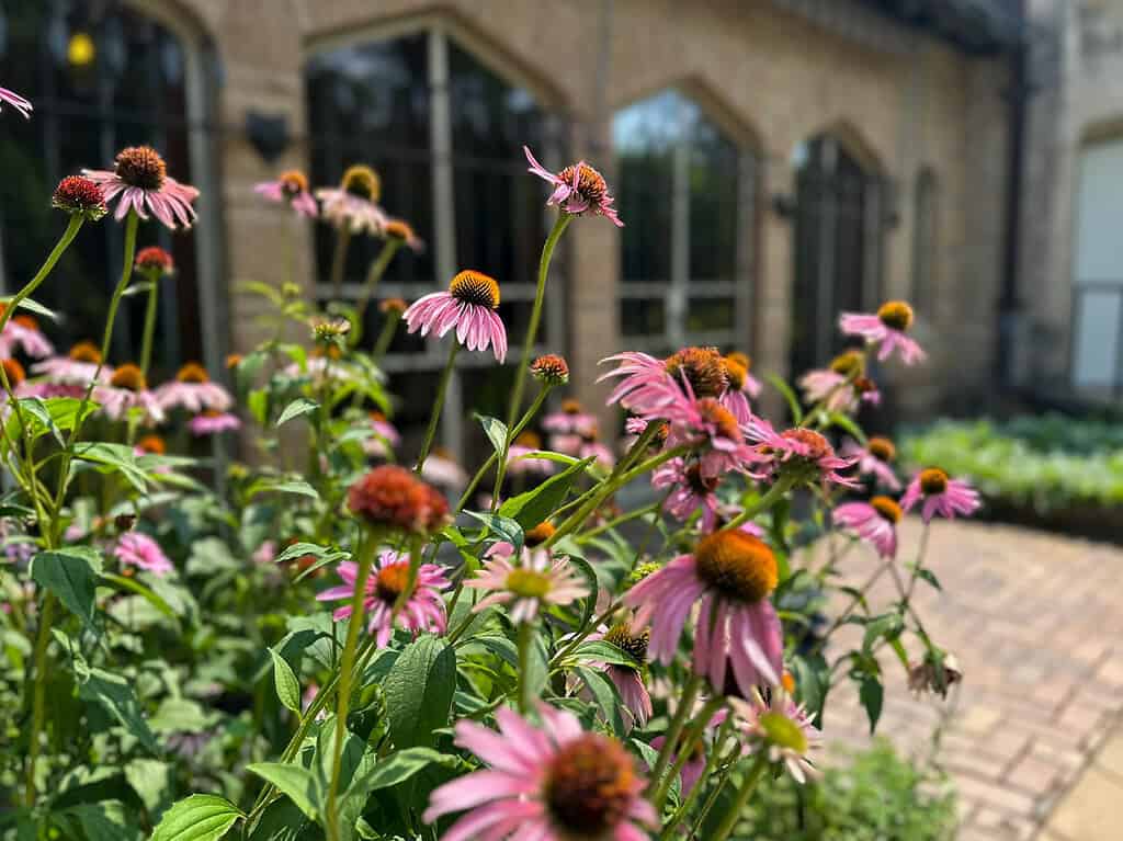 echinacea plants in medicinal gardens at The Bakken Museum